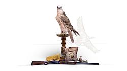 Katara International Falcons And Hunting Exhibition Suhail