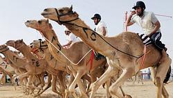 Camel Racing