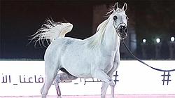Highlights Of Arabian Horse Show Championship
