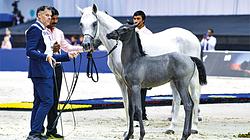 Dubai International Arabian Horse Championship