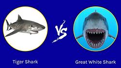 Great White Vs. Tiger Shark