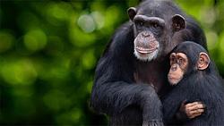 Meet The Chimps