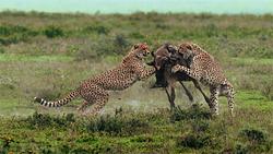 Predator V Prey