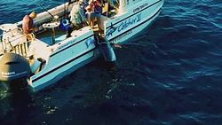 Giant Sturgeon versus Monster Swordfish