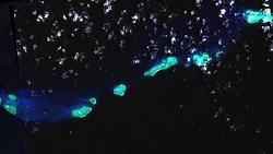Australia Coral Sea Giant Trevally