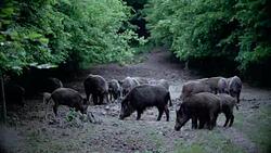 Dead Meat S1 EP2 - Boars on the Back Nine